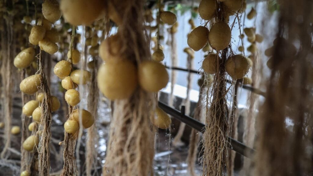 China scientists rush to climate-proof potatoes